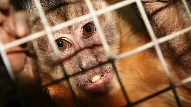 42 monkeys were tested on in 2015 (Photo: Shutterstock)