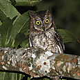 The Rinjani Scops owl 