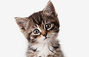 צילום: shutterstock