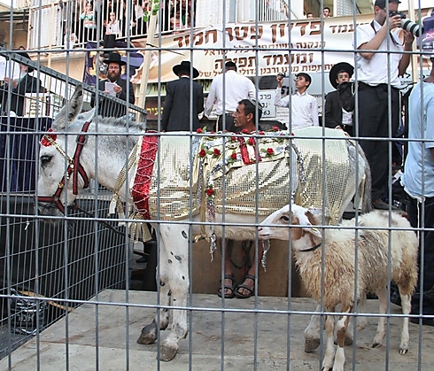 Lamb in exchange for donkey foal (Photo: Yaakov Cohen)