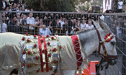Rare ceremony attracts thousands (Photo: Yaakov Cohen)