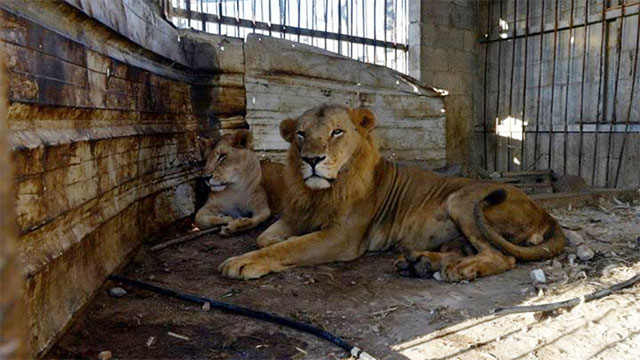 A lion and lioness at the Bisan City Zoo 