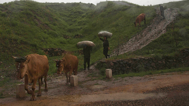 חקלאים יורדים במורד גבעה ביחד עם עדר פרים (צילום: AP)