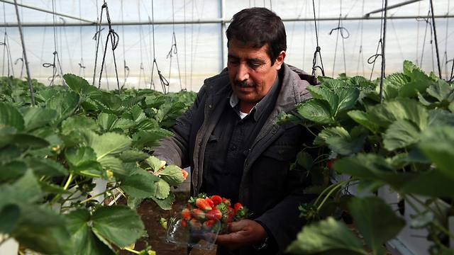 A Palestinian farmer in Jenin (Photo: EPA)