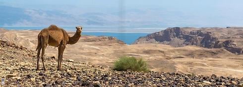 A camel on the way to the Arugot observation point, near the Dead Sea  (Photo: Ittay Bodell)