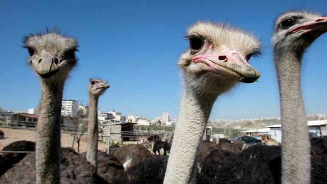 Ostriches have been farmed for meat for the last three years near the West Bank city of Bethlehem (Photo: AFP)
