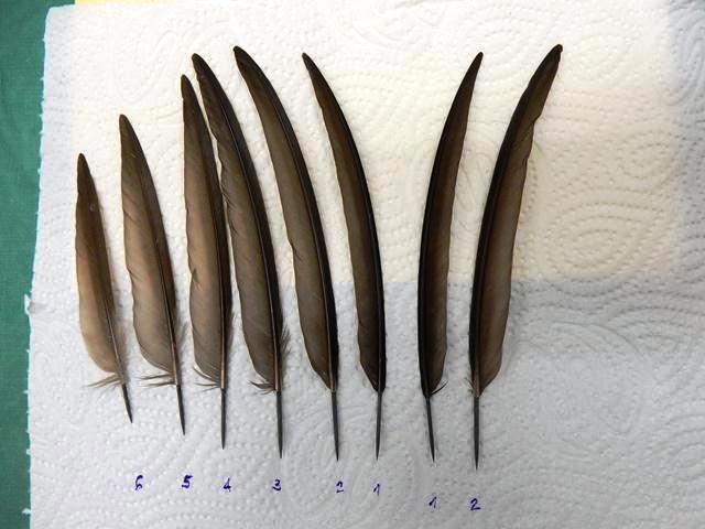 The new feathers are carefully labelled ready for transplant - two for the right wing and six for the left (Photo: Shmulik Landau, the Wildlife Hospital)