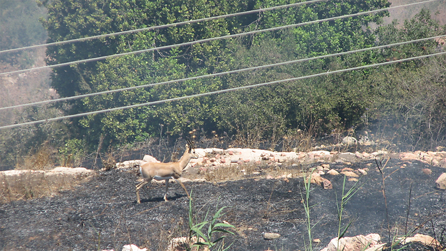 Firebombs believed to be cause of Jerusalem-area blazes