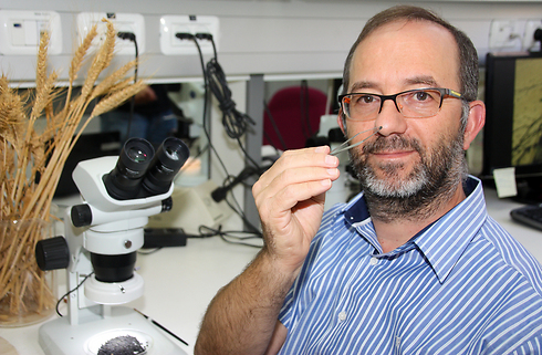 Prof. Ehud Weiss with the discovered seeds (Photo: Faith Baginsky)