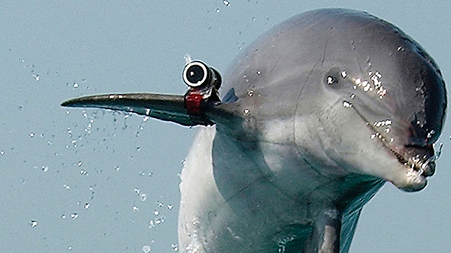 The deadly face of a dolphin spy. The US trains dolphins for military monitoring missions. (Photo: Gettyimages)