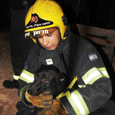 One of wounded dogs (Photo: Bashir Amin)