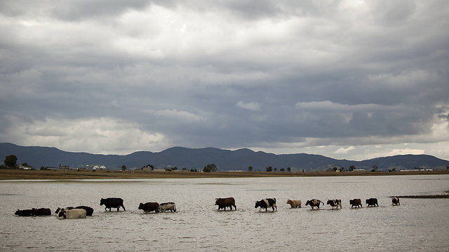 גם הפרות המכסיקניות סבלו מההוריקן (צילום: Gettyimages)