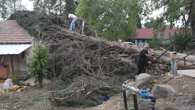 עץ שנפל בכפר סאלד (צילום: אביהו שפירא)