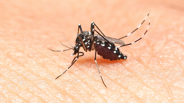 Mosquito bites are the main way the zika virus infects people. (Photo: Shutterstock)