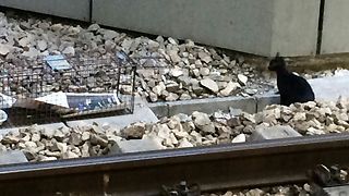 צילום: עמותת "sos חיות"