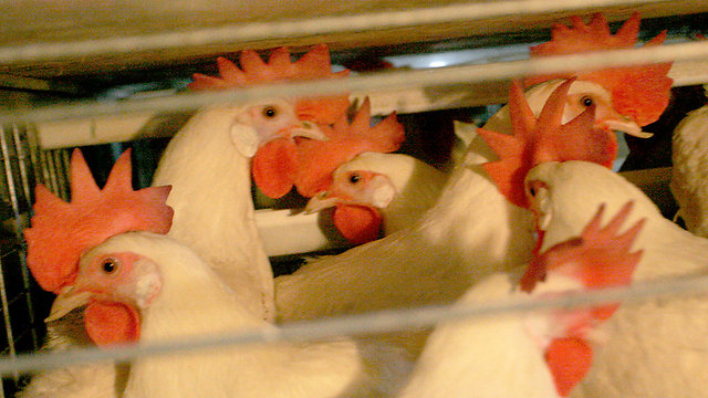 Chickens in a battery cage (not in a Milouoff Coop) (Photo: Amir Levi)