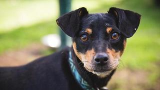 צילום: רויטל טופיול, כלביה עירונית ת"א