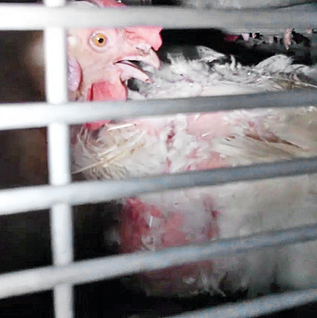 Chickens held in a Milouoff coop