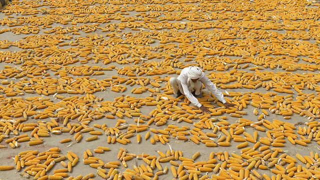 חקלאי מייבש תירס בפקיסטן (צילום: AFP)