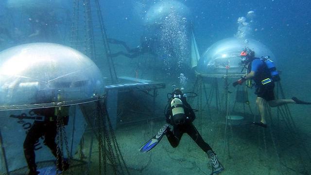 הצוללנים מטפחים את הירקות ואוספים את היבול (צילום: באדיבות Nemo's Garden)
