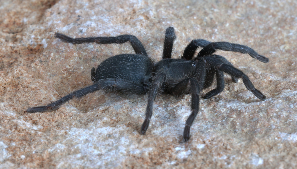 Черный домашний паук фото