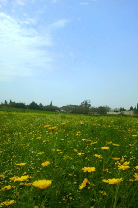 הזמן הצהוב. שדה חרציות ליד הבית