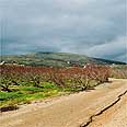 המטעים באזור מטולה. הדרך מתפתלת בין מטעים שנמצאים כעת בשלכת