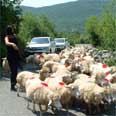 רועה וכבשים (ארכיון)