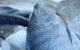 צילום: מריאן הול צילום: מריאן הול