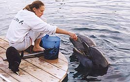 צילום: שיה אגוזי צילום: שיה אגוזי