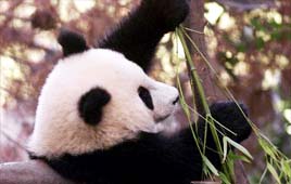 צילום:אי פי צילום:אי פי