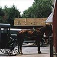 עדיין נוהגים בכרכרות רתומות לסוסים. בני כת ההיימיש