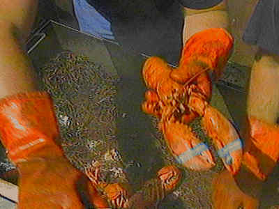 תעשיית לובסטרים משגשגת