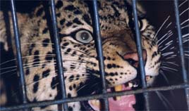 מאיר פרטוש מאיר פרטוש