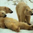 שלושת הדובים. סלחנים?