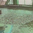 הדגים הצפים בבריכה ברמת הנגב