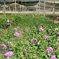 Hot houses in the Gaza Strip