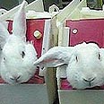 צילום: העמותה נגד ניסויים בבעלי חיים