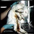 צילום: העמותה נגד ניסויים בבעלי חיים