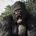 "קינג קונג". כמו "טיטניק"?