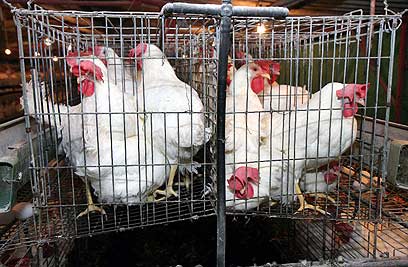 צילום: עידו ארז צילום: עידו ארז