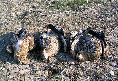 צילום: עזרא חדד, רשות הטבע והגנים