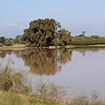 צילום: דלית שחם