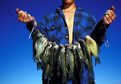 אומגה 3 שמקורה בדגים תורמת לפריון הגבר (צילום: index open) (צילום: index open)
