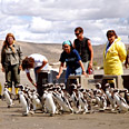 המתנדבים משחררים את הפינגווינים אל הים