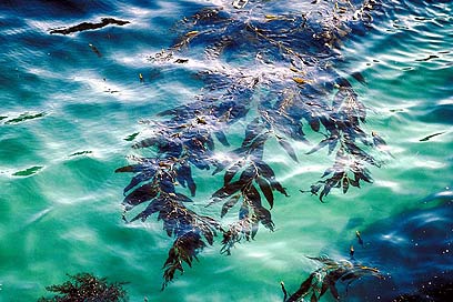 Sea algae can be used to produce fuel (Photo: Visual Photos)