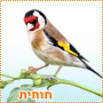 בואו לבחור בחוחית - לחצו על התמונה