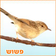 בואו לבחור בפשוש - לחצו על התמונה 