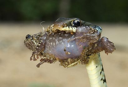 צילום: יונתן ניר צילום: יונתן ניר