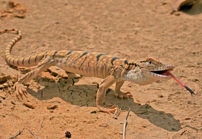 כוח אפור (צעיר)